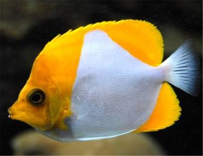 霞蝶魚