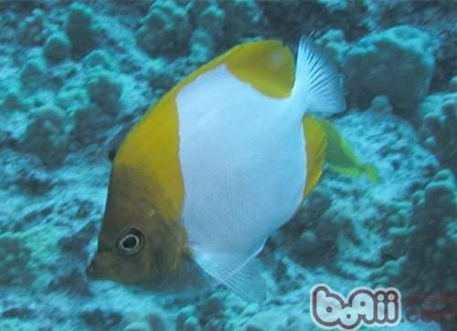 霞蝶魚