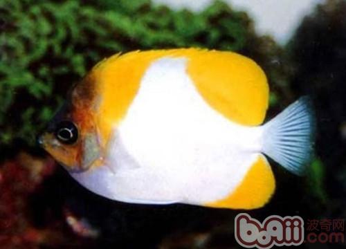霞蝶魚