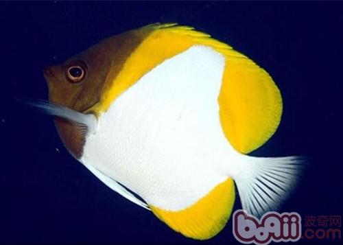 霞蝶魚