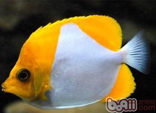 霞蝶魚