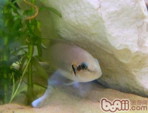 白邊燕尾魚