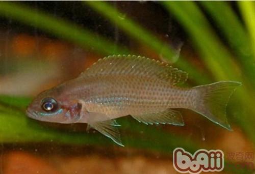 白邊燕尾魚