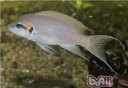白邊燕尾魚