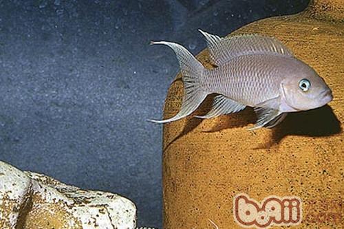 白邊燕尾魚