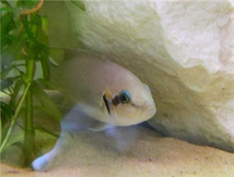 白邊燕尾魚