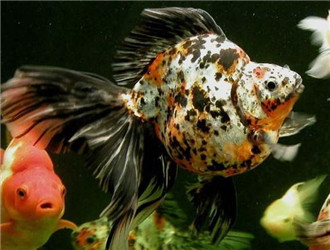 花蘭壽