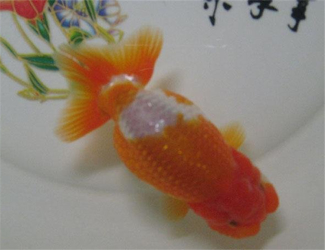 日獸