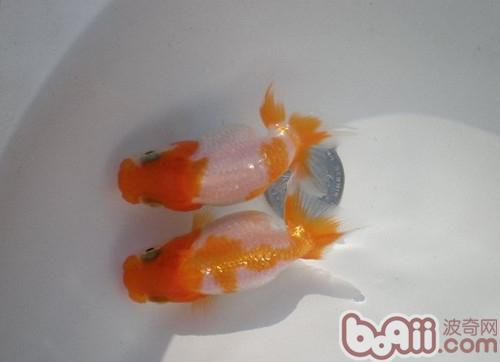 日獸