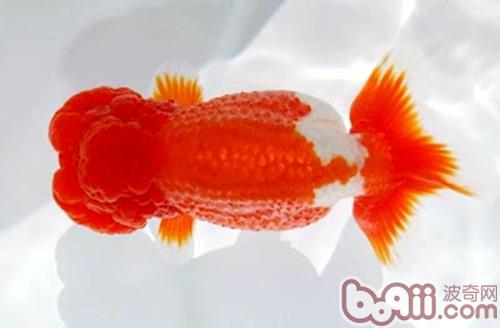 日獸