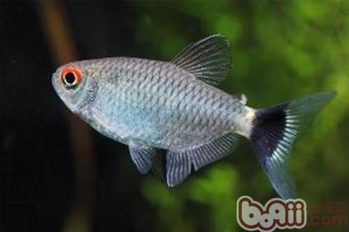 銀屏燈魚