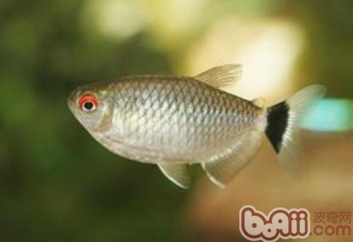 銀屏燈魚