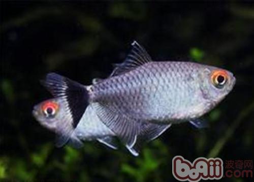 銀屏燈魚