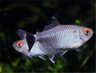 銀屏燈魚