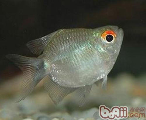 銀屏燈魚