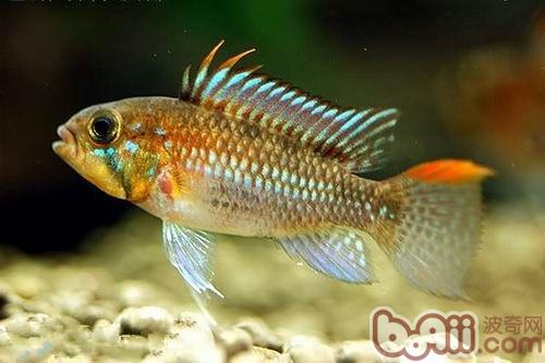 斑點短鲷