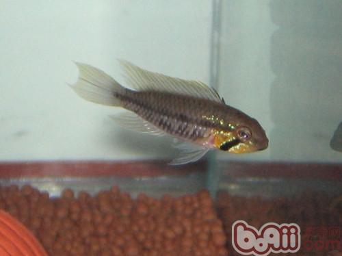 斑點短鲷
