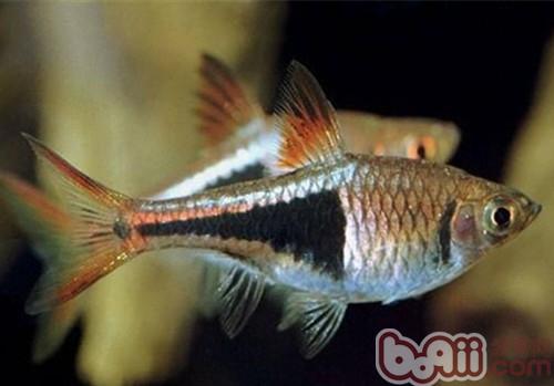 藍三角魚