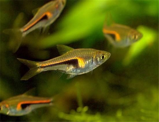 藍三角魚