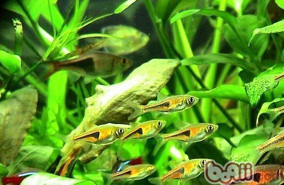 藍三角魚