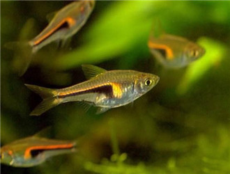藍三角魚