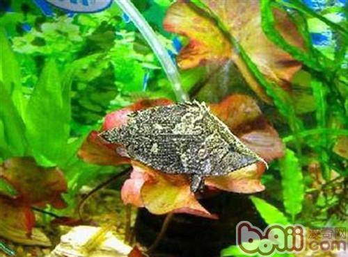 葉形魚