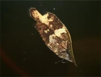 葉形魚