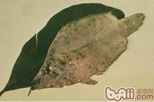 葉形魚