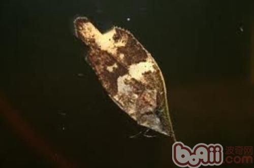 葉形魚