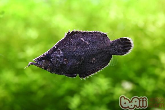 葉形魚