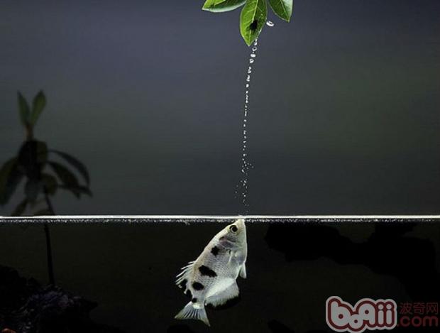 射水魚