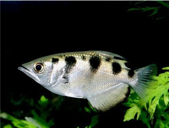射水魚