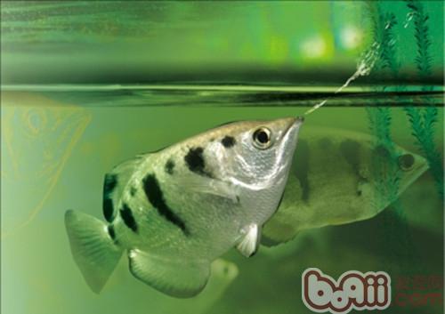 射水魚