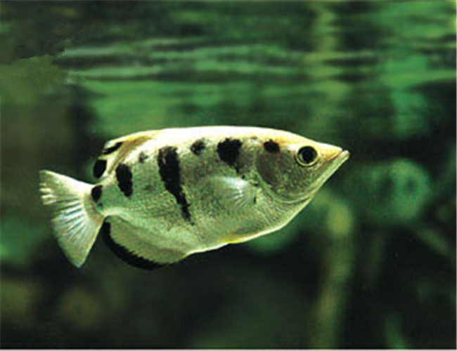 射水魚