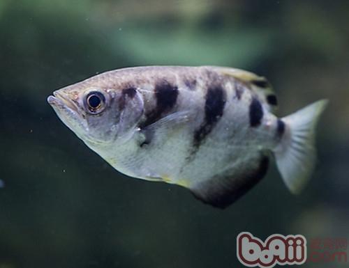 射水魚