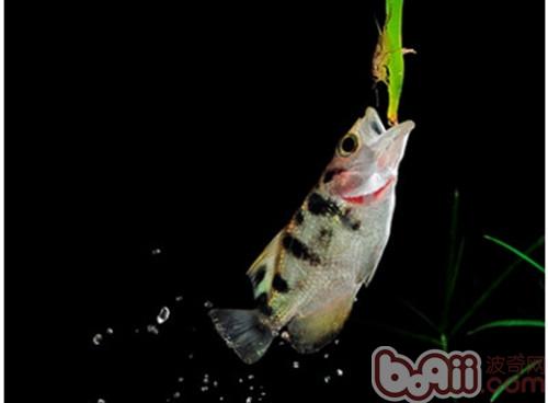 射水魚