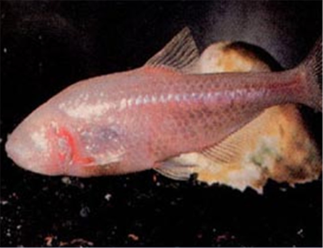 盲魚