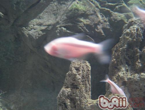 盲魚