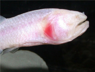盲魚