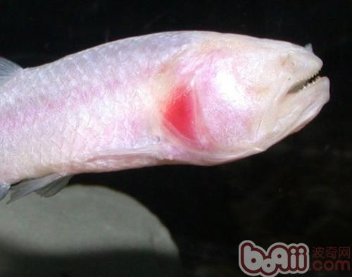 盲魚