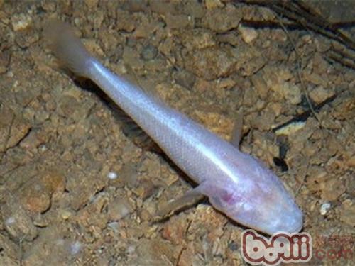 盲魚