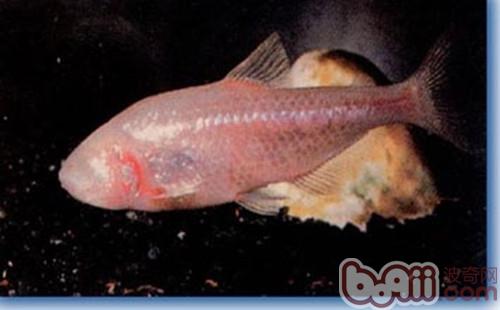 盲魚