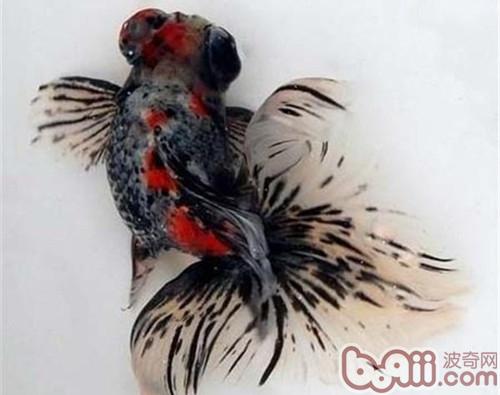 熒鱗蝶尾
