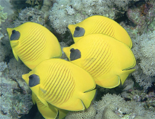 黃色蝴蝶魚