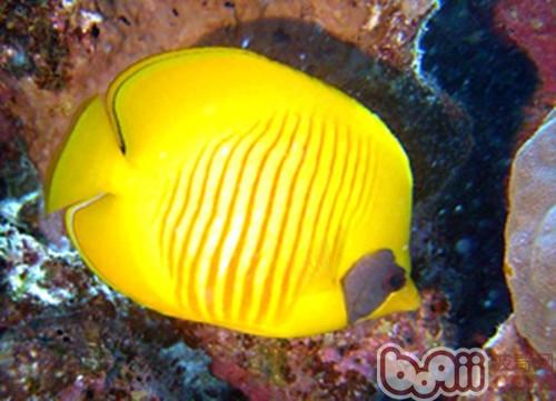 黃色蝴蝶魚