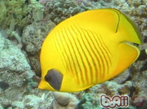 黃色蝴蝶魚