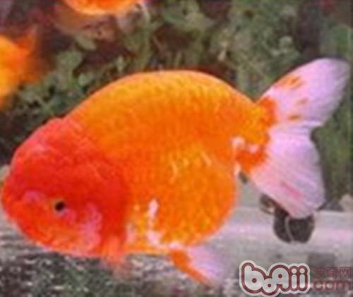 福州蘭疇