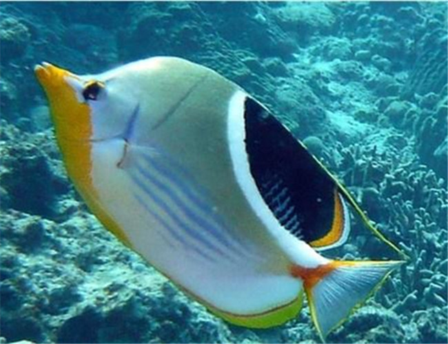 鞭蝴蝶魚