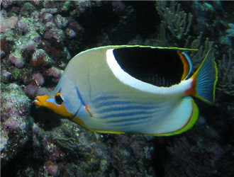 鞭蝴蝶魚