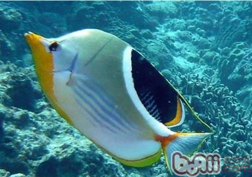 鞭蝴蝶魚